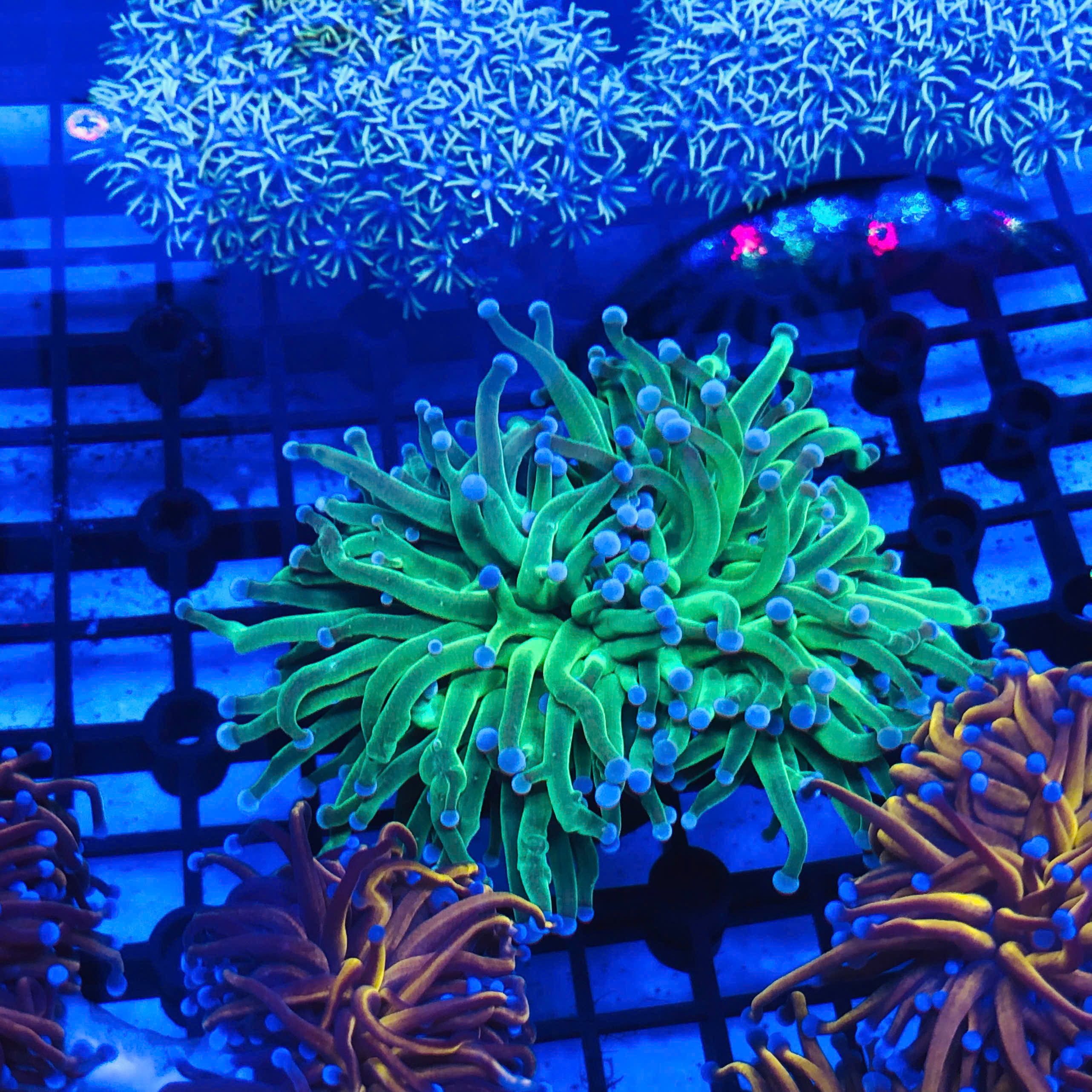 Coral Reef Restoration